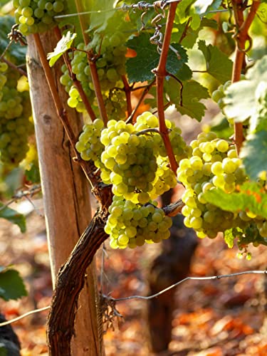 Kiwi Cuvée - Sauvignon Blanc, trocken Weisswein (6 x 0.75 l)