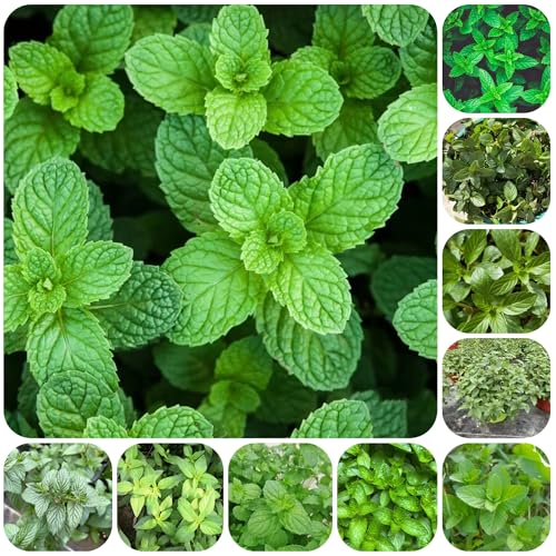 semillas de menta resistentes, semillas de menta verduras productos frescos de corral arbustos de huerta semillas exóticas Sembrando verduras en el balcón plantas verdes bonsai 200pcs