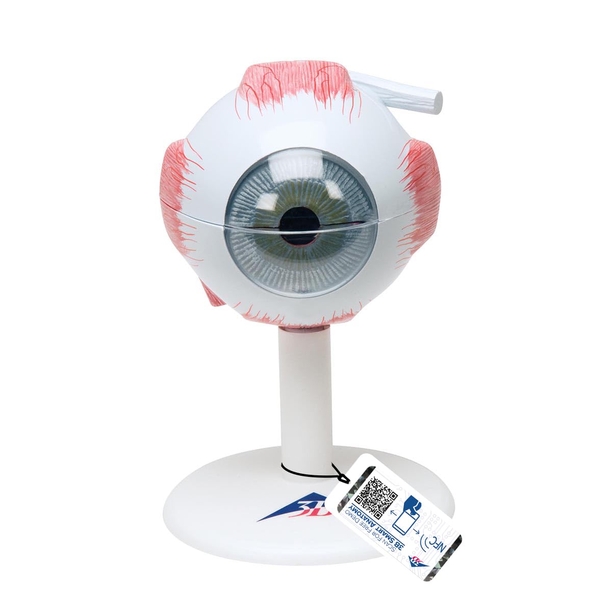 3B Scientific® Ojo Humano – Modelo Anatómico 3 Veces Ampliado en 6 Partes con Estructuras Extraíbles + Smart Anatomy App (Garantía de 5 Años)