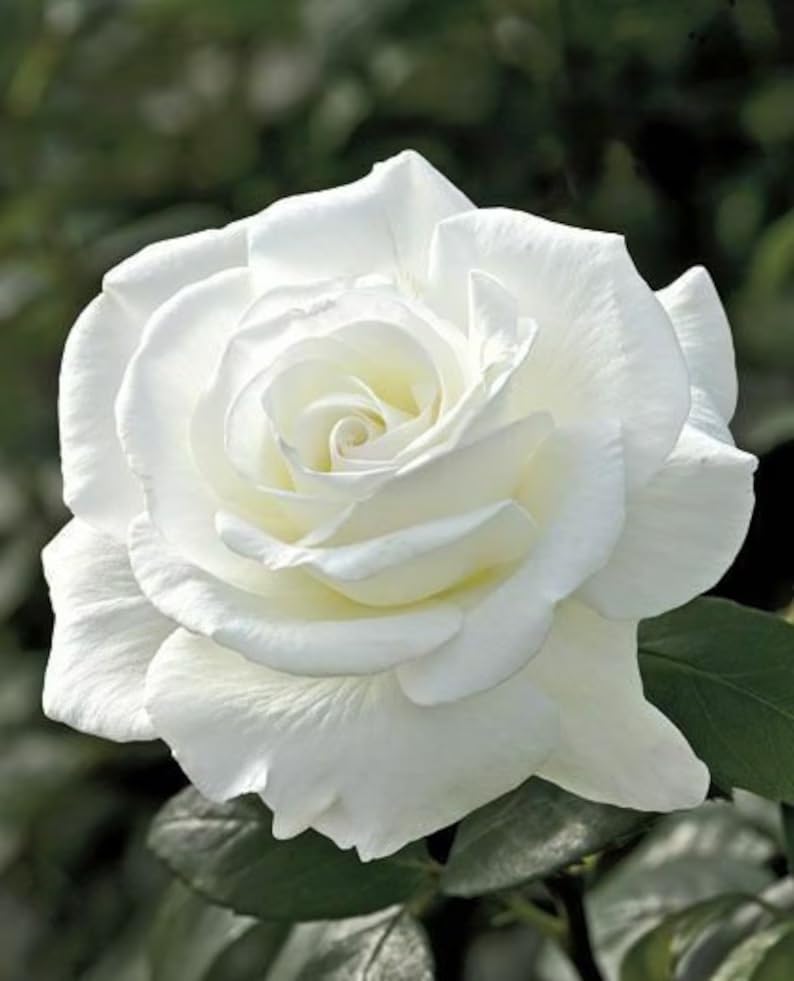 Desi White Rose Plant for Home Garden Live Plant Pack with Black Pot 4 inch Size (B0CL7DJ11N) Amazon Price History, Amazon Price Tracker