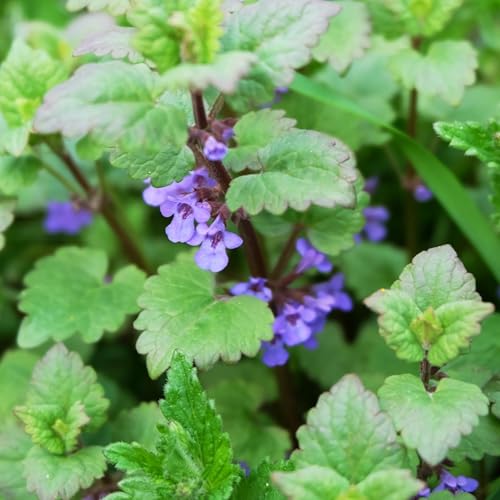 Clovers Garden Catnip Herb Plants – – Two (2) Live Plants – Non-GMO - Not Seeds - Each 4' to 8' Tall – in 4' Inch Pots - Heirloom, Pollinator Friendly