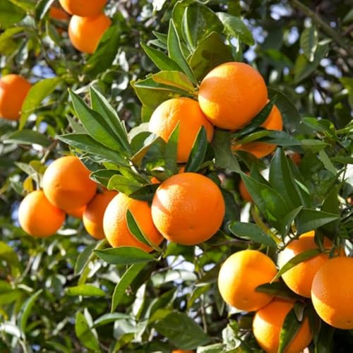 Image of All-Time 12 Months Hybrid GRAFTED Darjeeling Orange Plant Live Fruit Plant Original & Authentic Organic Tree for Outdoor Fast-Growing Fruit Plant Home Gardens Pack Of-1