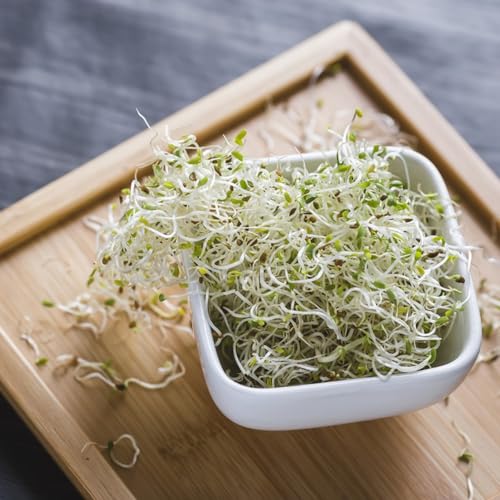 1000 piezas Semillas de Brotes de Alfalfa - Semillas de microgreens, semillas de variedades antiguas, Brotes de alfalfa Semillas de brotes de alfalfa Semillas, Semillas De Plantas