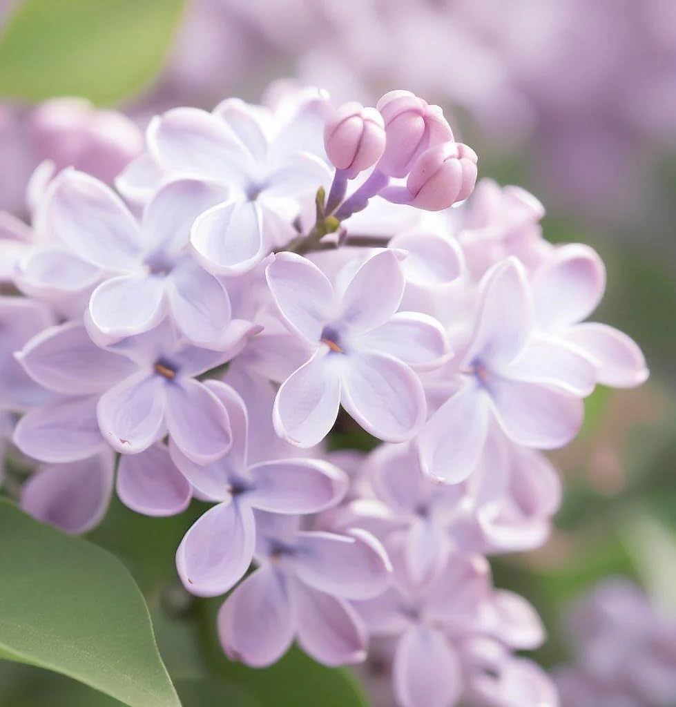 Syringa Oblata (Korean Lilac, Early Lilac, Early Blooming Lilac, Broadleaf Lilac) Shrub Seeds, Fragrant Flowers, Attractive Appearance, Seeds by MySeeds.Co, You Choose The Amount (1/4 LB)