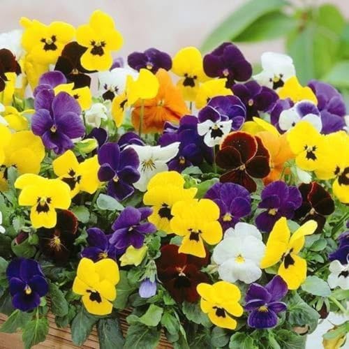 Image of Pansy Flower Seeds for Home Gardening | Winter Flower Seeds | Easy to Grow, Multicolor Blooms (Pack of 50+ Seed)