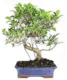 Bonsái interior Bonsai - Ficus, 16 Años (Bonsai Sei - Ficus Retusa)