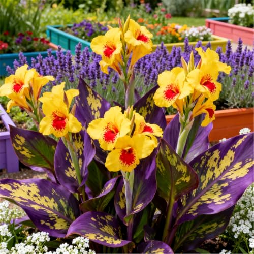 Superharte Canna/Canna-Knolle/Langblühend/Gartendekoration/Teichdekoration/Outdoor-1 PCS-I