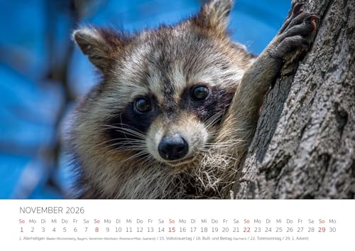 Edition Seidel Premium Kalender Die Welt der Waschbären 2026 Format DIN A3 Wandkalender Tierkalender Waschbär Nordamerika Welpen Wildtiere Waldtiere
