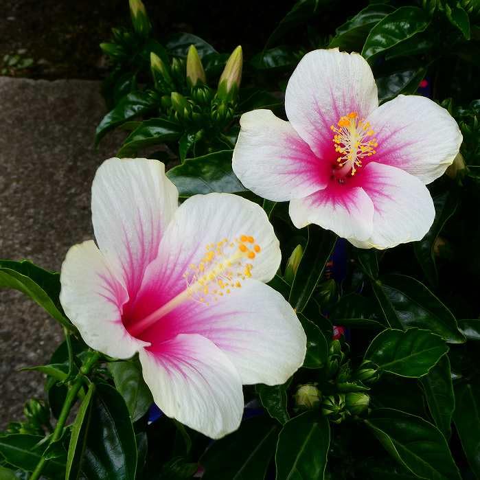 Hibiscus様専用 pink fox様専用ハイビスカス4種セット  | ハイビスカス