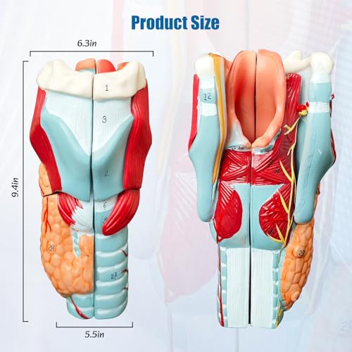 Image of 2X Enlarged Human Throat Model,5 Parts Human Larynx 3D Anatomy Model Laryngeal Muscles Cavity Bone with Labeled Numbered Product Manual Card and Removable PVC Base for Medical Education Study