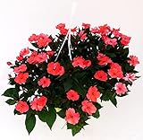 POWERS TO FLOWERS