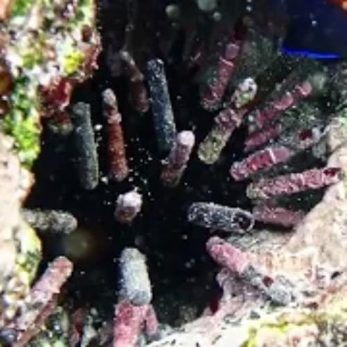 Facts: The Galapagos Slate Pencil Urchin Podcast Por  arte de portada