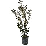 GARDEN VIVAI TALAMONTI