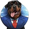 XL Large Dog Donut Collar Inflatable Dog Cone Alternative for After Surgery Recovery Donut Dog Cones for Large Dogs Inflatable Dog Collars for After Surgery Donut Cone for Dogs XL Soft Cone