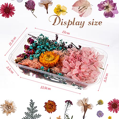 Flores y hojas naturales secas prensadas para manualidades 200 piezas miniatura 5