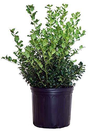 Ilex X meserveae 'China Girl' holly - 3 in container