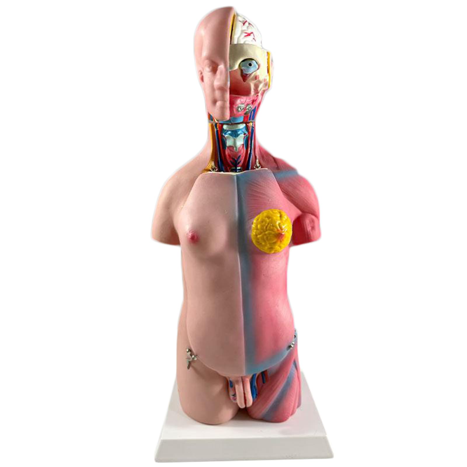 Modelo de Anatomía del Torso Humano 17,71", Modelo de Torso de 45 cm para Enseñanza Educativa de Anatomía Médica