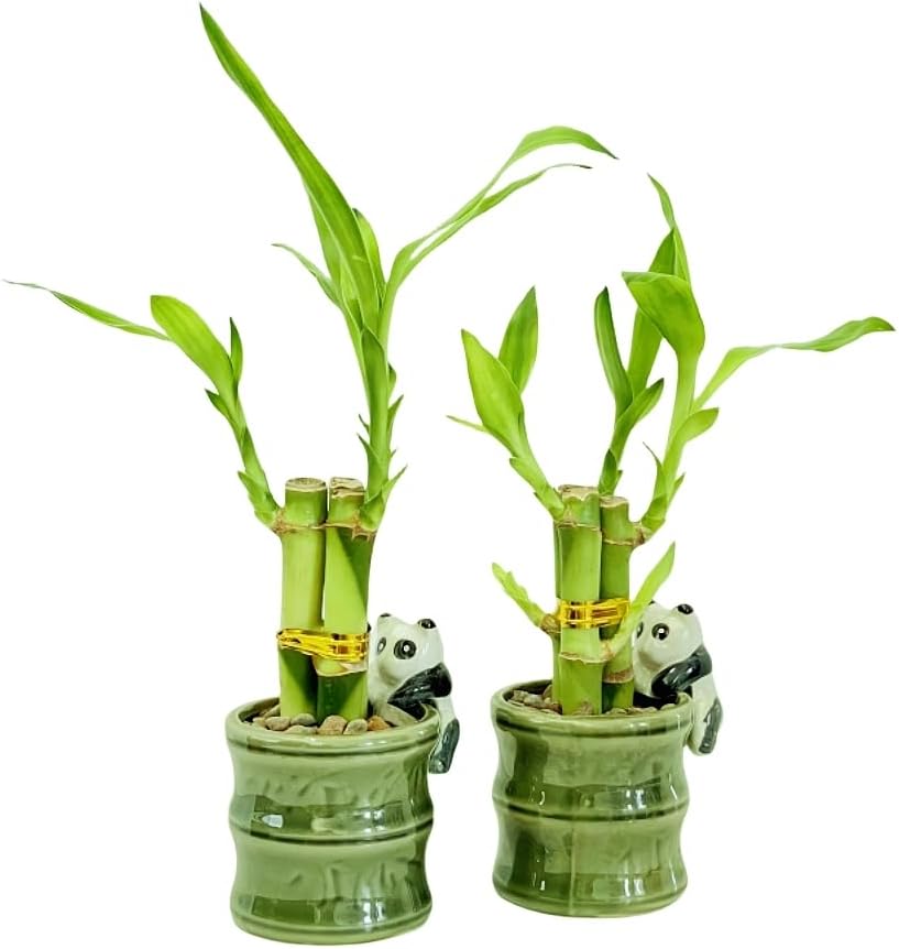 Coop & Harp Small Lucky Bamboo Live Indoor Plant with Ceramic Vase, Live Indoor Lucky Bamboo for Home, Office and Gift (2PK Panda)