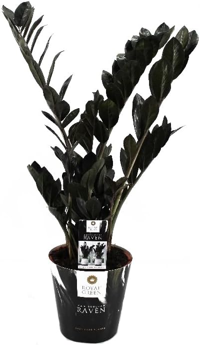 Zamioculcas"Raven" black - Zamio Palm - Zamio Fern 17cm Pot