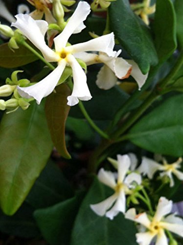 Amazon.com : Star Jasmine 'Large Leaf' (2.5 Gallon) Aromatic White