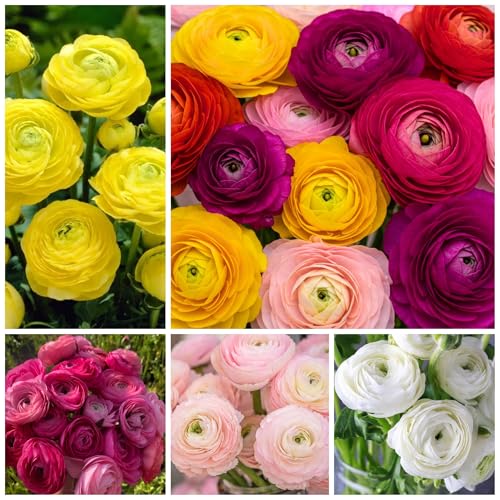 120+ Peony Seeds with Ruffled Blooms Ranunculus Flower Seeds for Planting Non-GMO Heirloom Perennial Flowers Attracts Butterflies Pollinators Outdoor Garden
