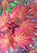 Coral Magic Japanese Maple - Beautiful Coral Spring Leaves Light up the Garden - 3 - year tree