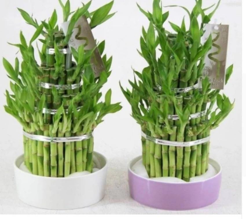 Lucky Bamboo seeds (82 per pack) (B0CW1Z6W3Y) Amazon Price History, Amazon Price Tracker