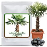 10 Graines de palmier de Chine   Trachycarpus fortunei