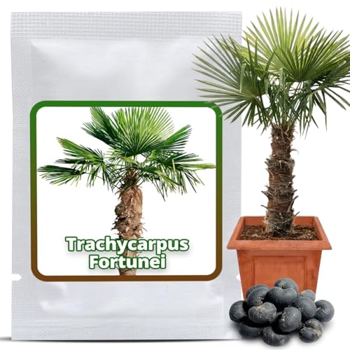 10 Graines de palmier de Chine - Trachycarpus fortunei