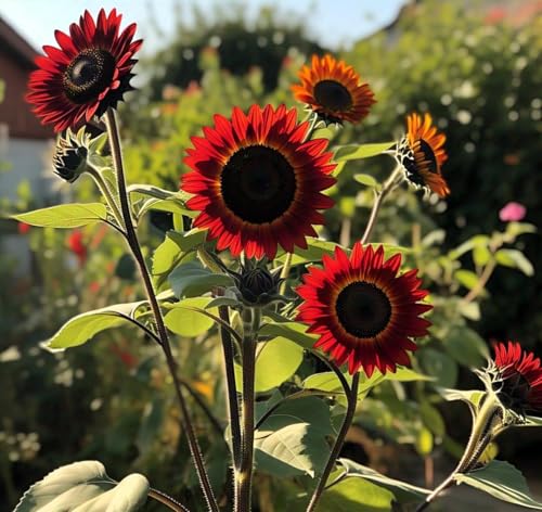 Image of Low Maintenance Hybrid Flower Seeds Combo Pack- All Year Flower Seeds Supply (5 VARIETIES SUNFLOWER COMBO)