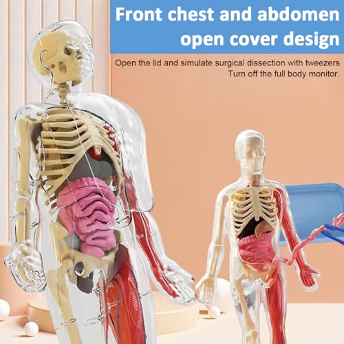 Image of PATPAT 32 Pieces DIY Human Body Model for Kids Assembly Human Skeleton Model for Kid Glow in The Dark Skeleton Educationa Toys Puzzle for Kids Educational Biology Class Tool for Kid Age 6+