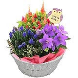 花のギフト社 敬老の日 プレゼント 花 ギフト 鉢植え ふくろう 敬老の日プレゼント リンドウ