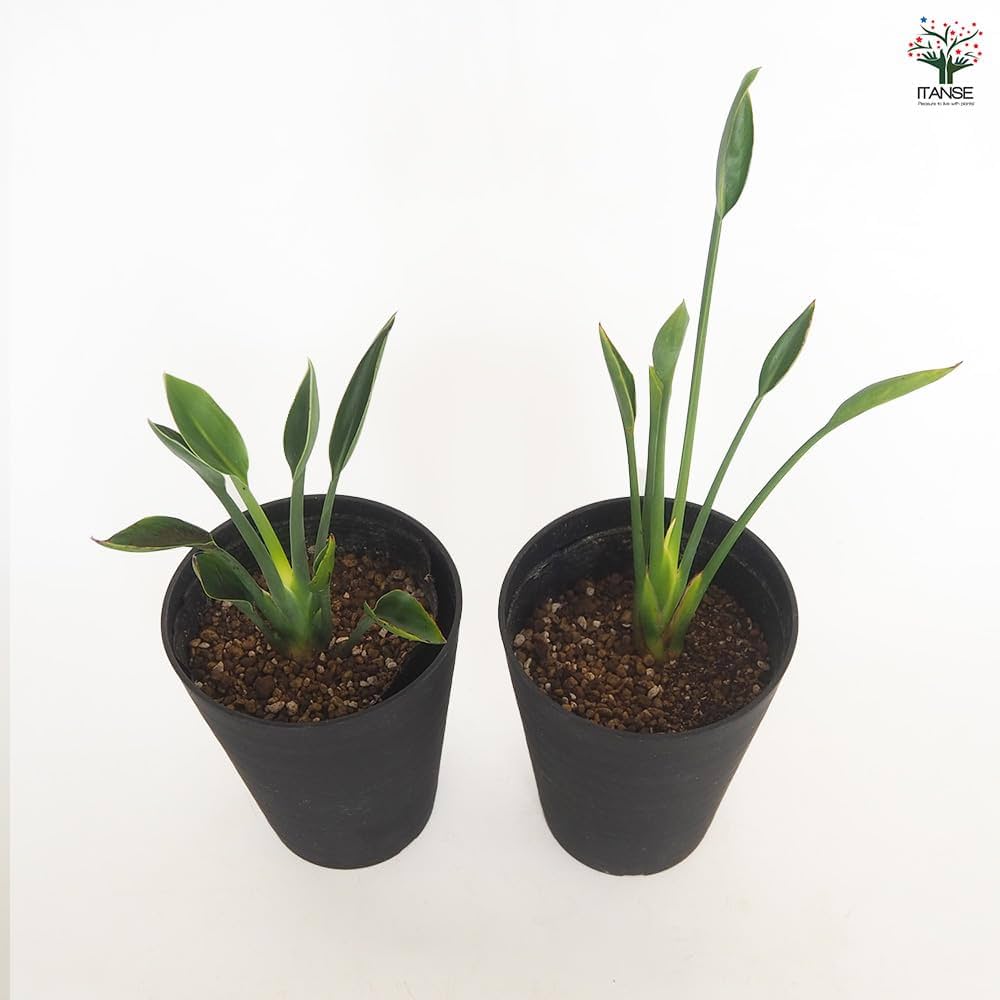 Ｙ・ストレリチア・ユンケア・ジャンセア・ノンリーフ・底〜98cm・地表77cm ノンリーフ・ストレリチア（ストレリチア・ユンケア）