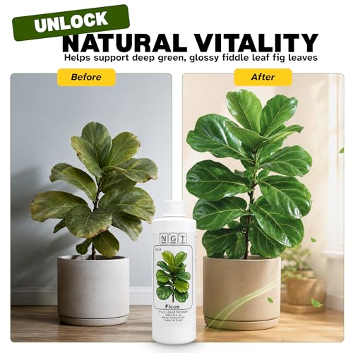 Fertilizante líquido 3-1-2 para Fiddle Leaf Fig 8 oz miniatura 4