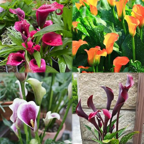 6 piezas bulbos de cala resistentes - bulbos primavera, resistentes al jardín, del jardín de la decoración del balcón, para,