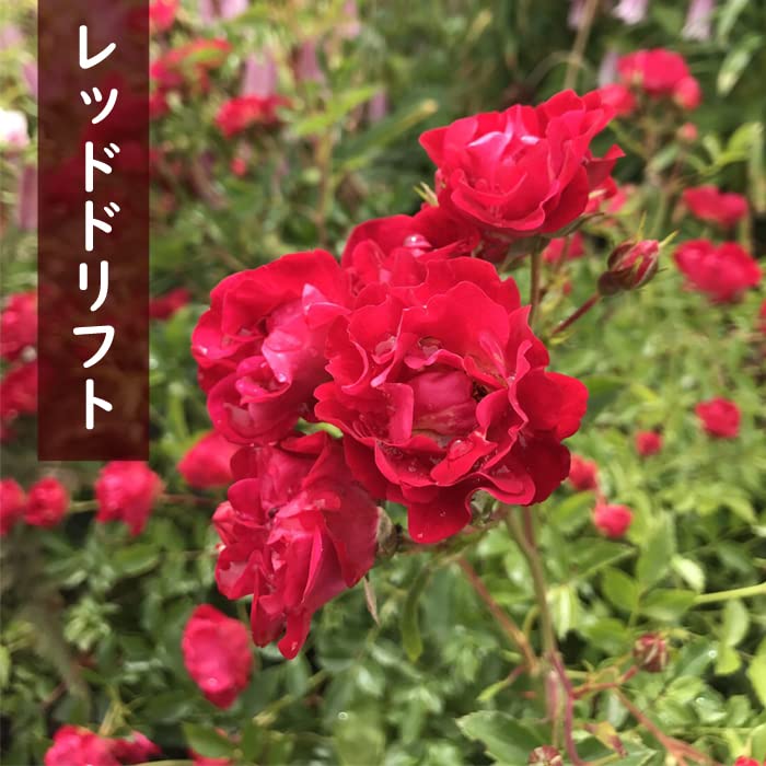 Amazon.co.jp: ドリフトローズ 苗 3種セット 【レッドドリフト1個+