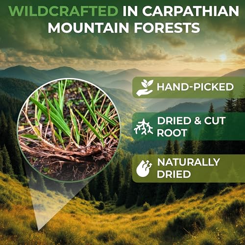 Image of 2 oz. Couch Grass Herbal Tea (Agropyron repens) - 56g Dried Couch Grass Herb Tea Hierba Canuela