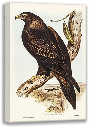 Which is bigger bald eagle or wedge tail eagle