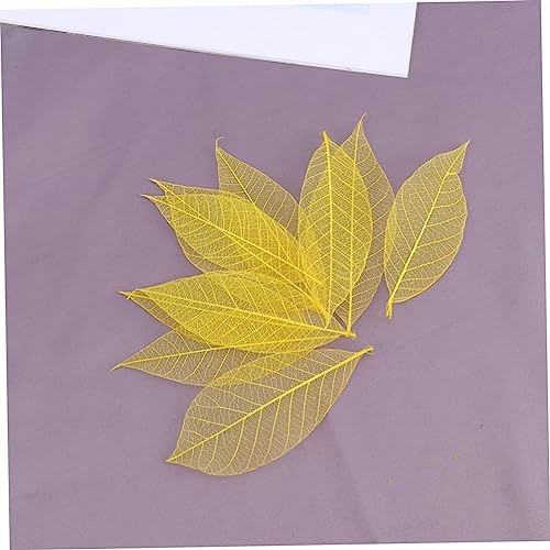 Ciieeo 150 Peças Folha Esqueleto Arte Folhas De Esqueleto Para Artesanato Folhas Prensadas Folhas De