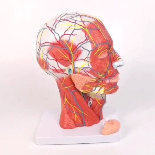 Image of EVOTECH SCIENTIFIC Human Half Head Superficial Neurovascular Model with Musculature, Life Size Anatomical Head Skull and Brain Model for Medical Science Teaching Learning Education Display