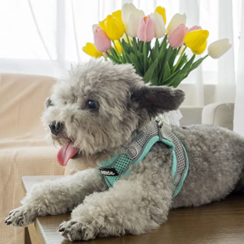 AIITLE Hundegeschirr, No-Pull Katzengeschirr mit Leine, einstellbare reflektierende Hundeweste, Welpengeschirr fluchtsicher, Spaziergang im Freien für extra kleine Hunde und Hauskatzen Türkis XXXS