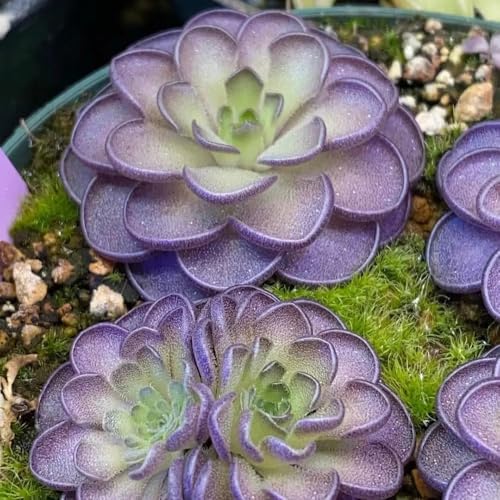 Semillas carnívoras de mantecosa - productos sostenibles decorativas de interior balcón exótico interior fácil cuidado resistentes en macetas al aire libre 200pcs
