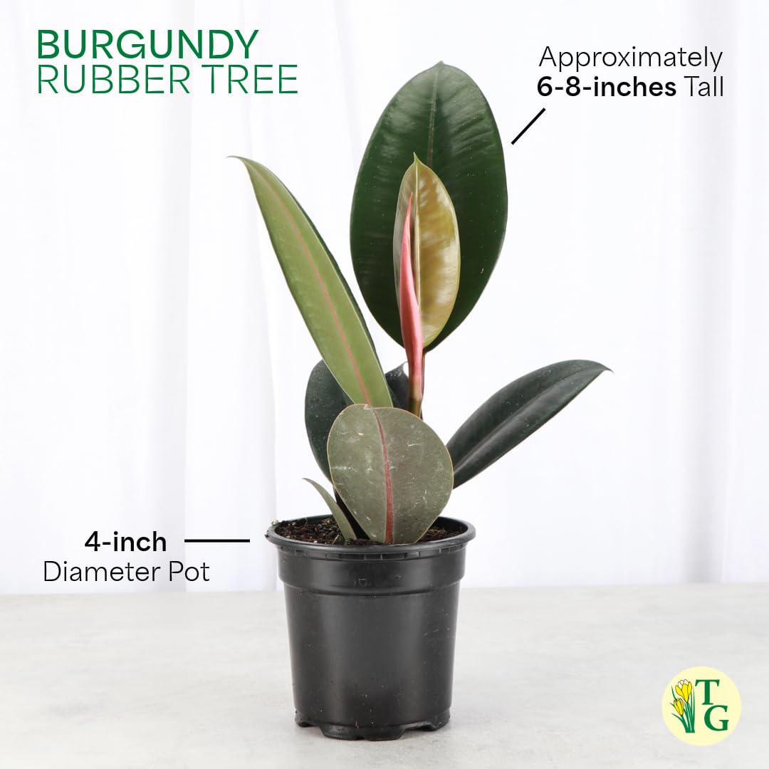 Amazon.com : Thorsen's Greenhouse Ficus elastica, Live Indoor Plant, Rare  Variety, Natural Air Purifier, Burgundy Rubber Plant, 4-Inch Diameter Pot  (Nursery Pot) : Patio, Lawn & Garden