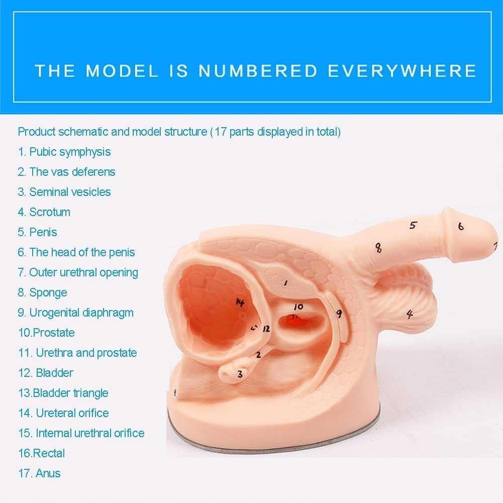 Model cewnikowania anatomicznego Modele cewników męskich żeńskich Wewnętrzny zewnętrzny symulator cewnika moczowego narządów płciowych do nauki i treningu