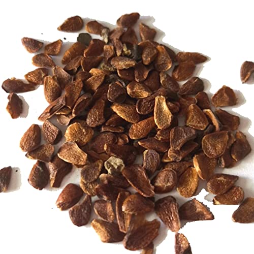 50 teile/beutel Oleander samen leicht mehrjährige praktische duftende frische Nerium-Oleander-Samen Cover