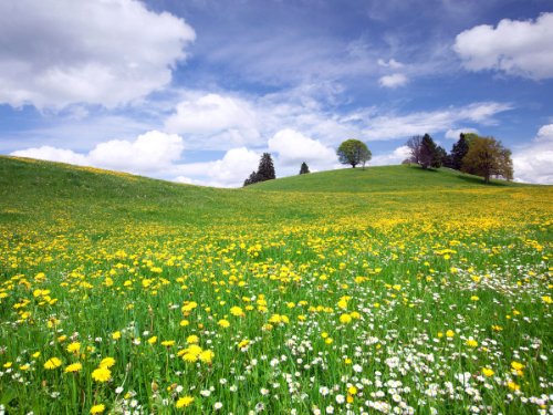 wandmotiv24 Fototapete Sommerwiese Hügel Blumenwiese, L 300 x...