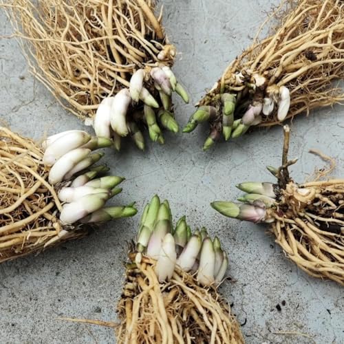 Perennial&Rainbow Colorful Hosta Rhizome/Brilliant Hosta Bulbs for Planting Now UK/Grow Well/Excellent Display/Potted/Low Maintenance-4bulbs-J