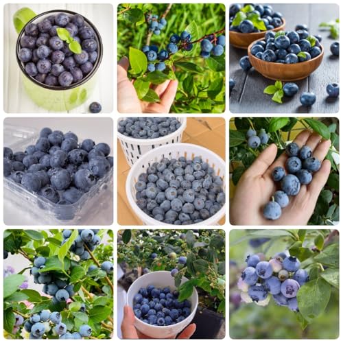 Semillas de arándanos, comprar semillas de arándano, de jardín comprar exóticas 100pcs
