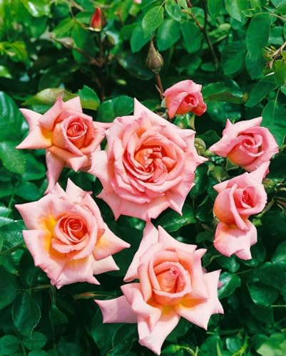Rosa 'Compassion' - Edelrose, apricotfarbene Blüten, Blütezeit Juni-Oktober, ideal für Kübel, duftend, pflegeleicht und winterhart