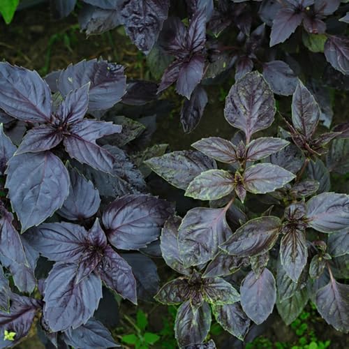 semi di basilico perenni resistenti semi biologici, resistenti basilico per il giardino da interno, aiuole rialzate, luoghi 600pcs